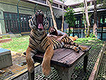 tiger-kingdom-6