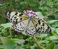 Image / Phuket Tourist Guide / Butterfly Garden