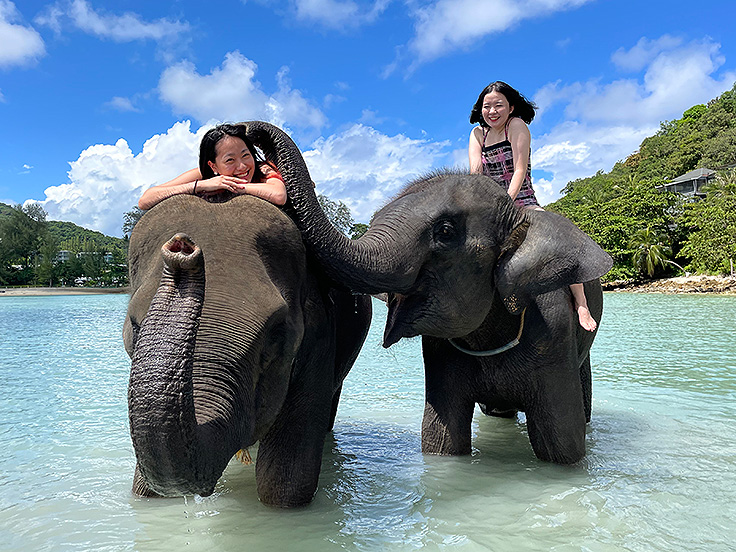Image / Phuket Sightseeing Guide / Elephant