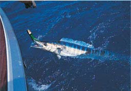 Image / Phuket Tourist Guide / Fishing, Angling & Trolling #3