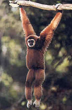 Image / Phuket Tourist Attractions / Gibbon Conservation Center #2