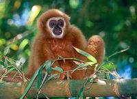 Image / Phuket Tourist Attractions / Gibbon Conservation Center #1