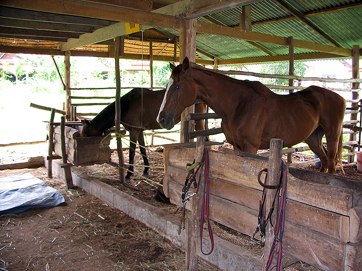 Image / Phuket Sightseeing / Horse Riding #2
