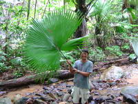 Image / Phuket Sightseeing / Tonsai Waterfall #2