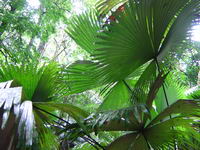 Image / Phuket Sightseeing / Tonsai Waterfall #1