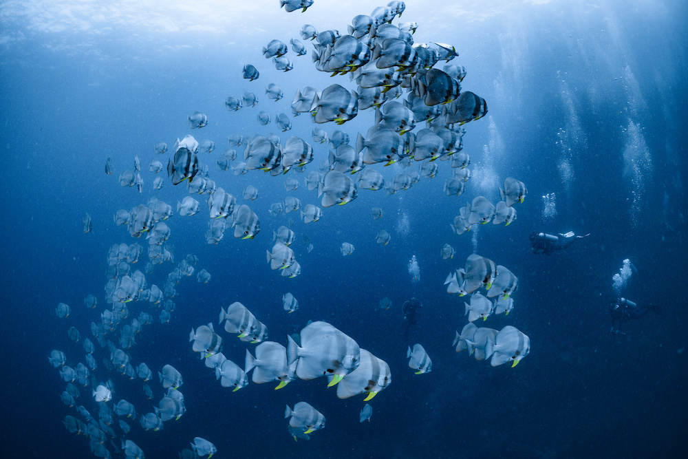 Image / Hin Daeng – Hin Muang