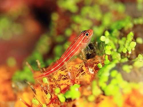 Image / Phuket Diving Point Information / Kata Beach