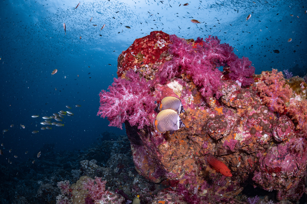 Image / Phuket (Southern Andaman) Diving Point / Koh Haa (Haa Island) / Koh Haa Lagoon