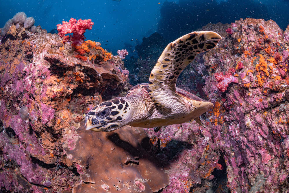 Image / Phuket (Southern Andaman) Diving Point / Koh Haa (Haa Island) / Koh Haa Neua
