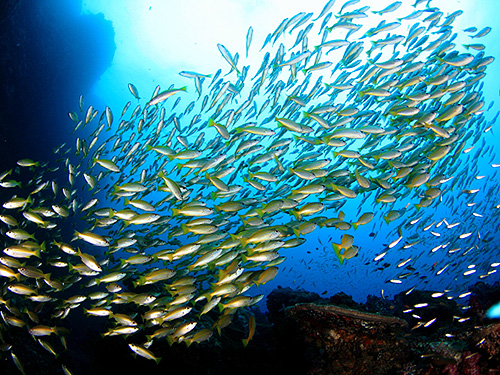 Image / Phi Phi / Bida Nai Island