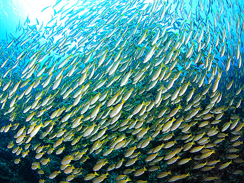 Image / Phi Phi / Bida Nok Island