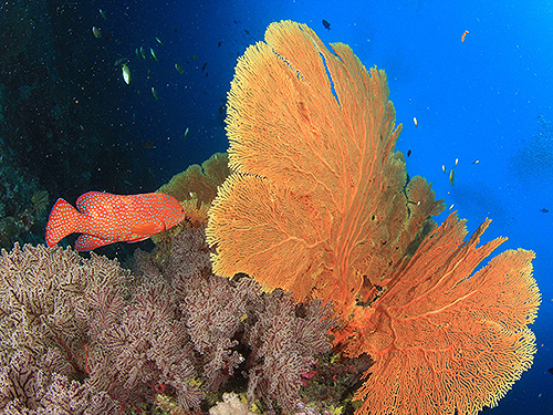 Image / Phi Phi / Mushroom Rock