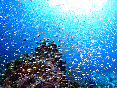 Image / Racha Noi Island / Banana Bay