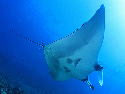 Image / Racha Noi Island / South Tip