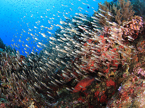 Image/Racha Yai Island/Bay Two