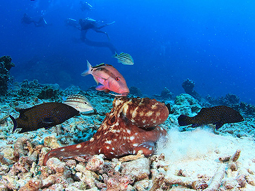 Image / Racha Yai Island / Bungalow Bay North