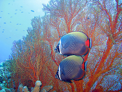 Image / Racha Yai Island / Bungalow Bay South