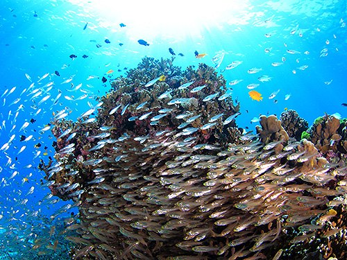 Image / Racha Yai Island / Home Run Reef