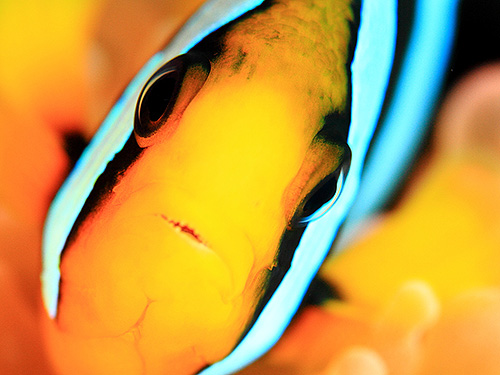 Image / Racha Yai Island / Siam Bay