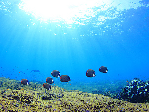 Image/Racha Yai Island/Staghorn Reef