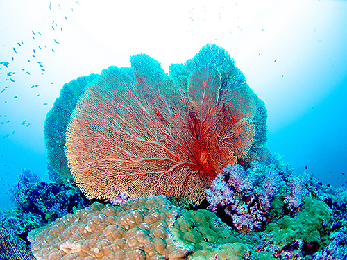 Image / Marine Park / Anemone Reef