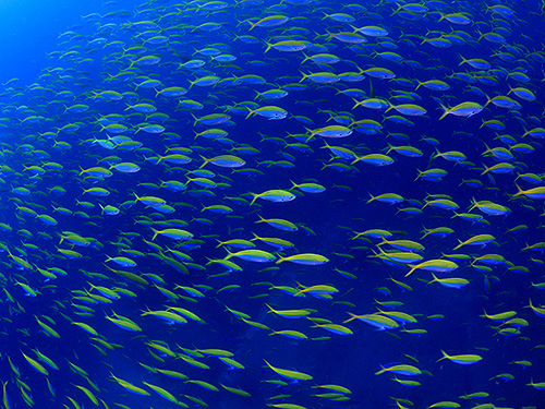 Image/Marine Park/King Cruiser