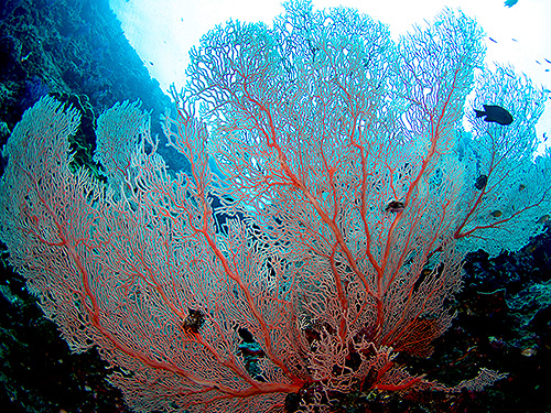 Image / Marine Park / Dok Mai Island