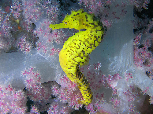 Image/Marine Park/Shark Point