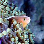 Seychelles Clownfish