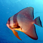 Batfish