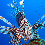 Lionfish