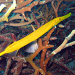 Trumpetfish