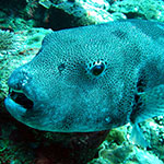 Patterned Pufferfish