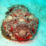 Red Devil Scorpionfish