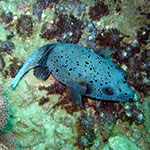 Blackspotted Pufferfish