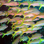 Yellowstripe Goatfish