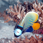 Regal Angelfish