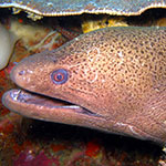 Venom Moray Eel