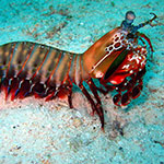 Mantis Shrimp