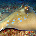 Angelfish Ray