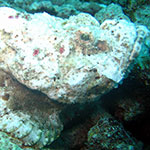 Scorpionfish