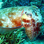 Cuttlefish