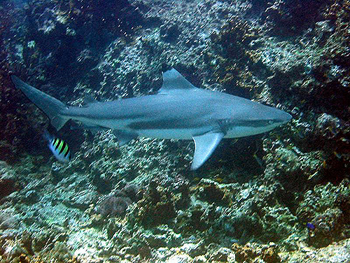 Image / Phuket Marine Life Guide / Big Fish / Blacktip Reef Shark
