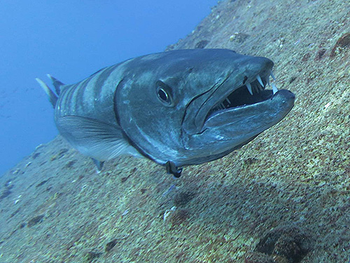 Image / Phuket Marine Life Guide / Big Fish / Great Barracuda