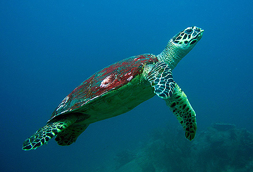 Image / Phuket Marine Life Guide / Big Fish / Hawksbill Turtle