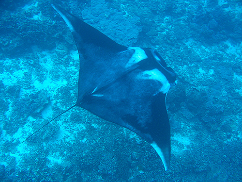 Image / Phuket Marine Life Guide / Big Fish / Manta Ray