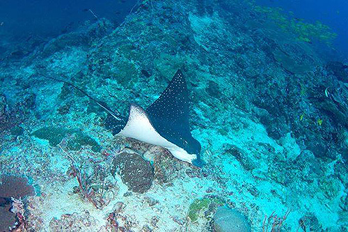 Image / Phuket Marine Life Guide / Big Fish / Spotted Eagle Ray