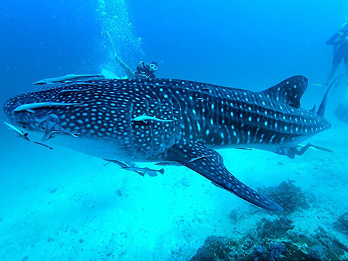 Image / Phuket Marine Life Guide / Big Fish / Whale Shark