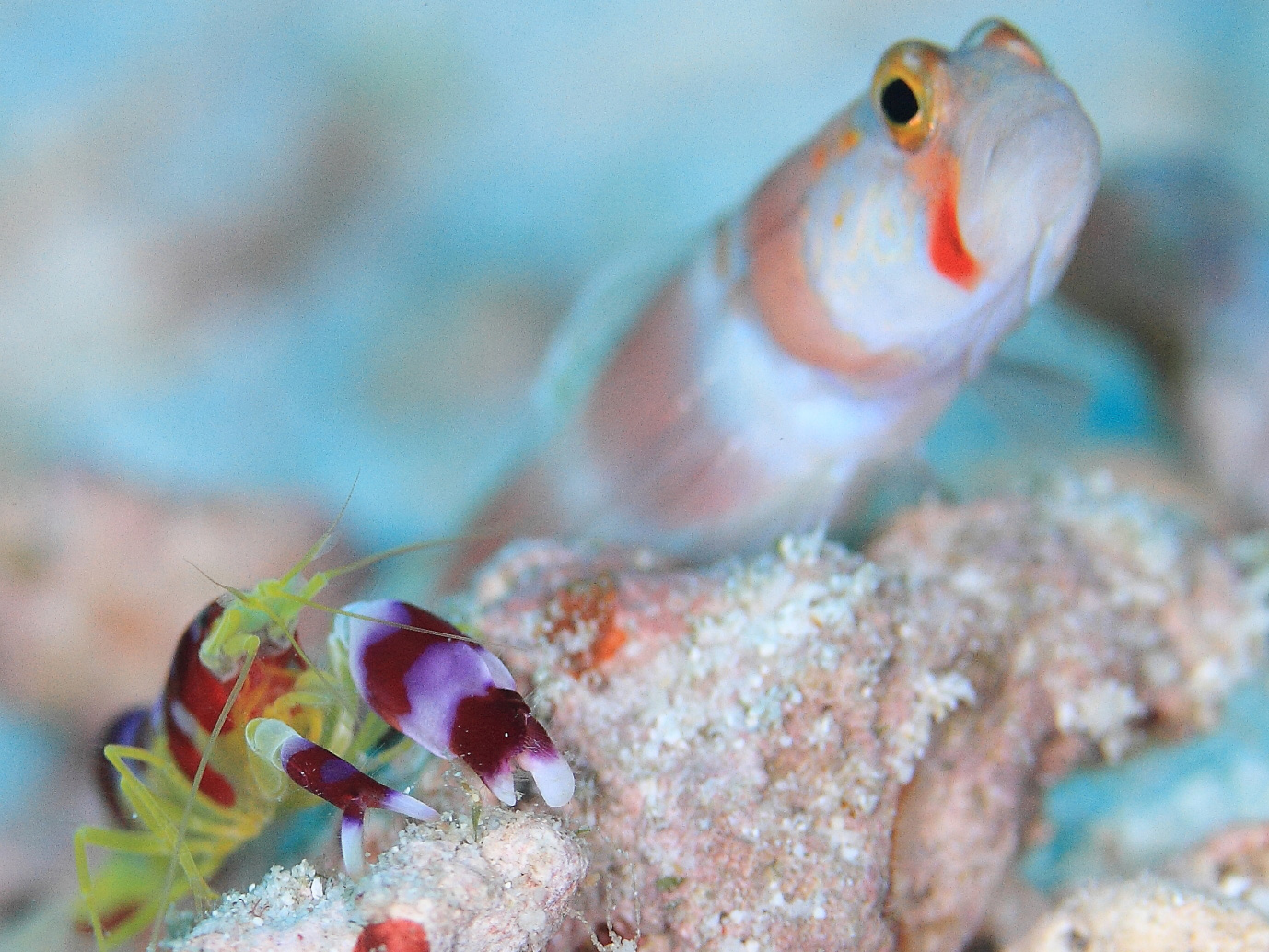 Image / Phuket Marine Guide / Endemic Species