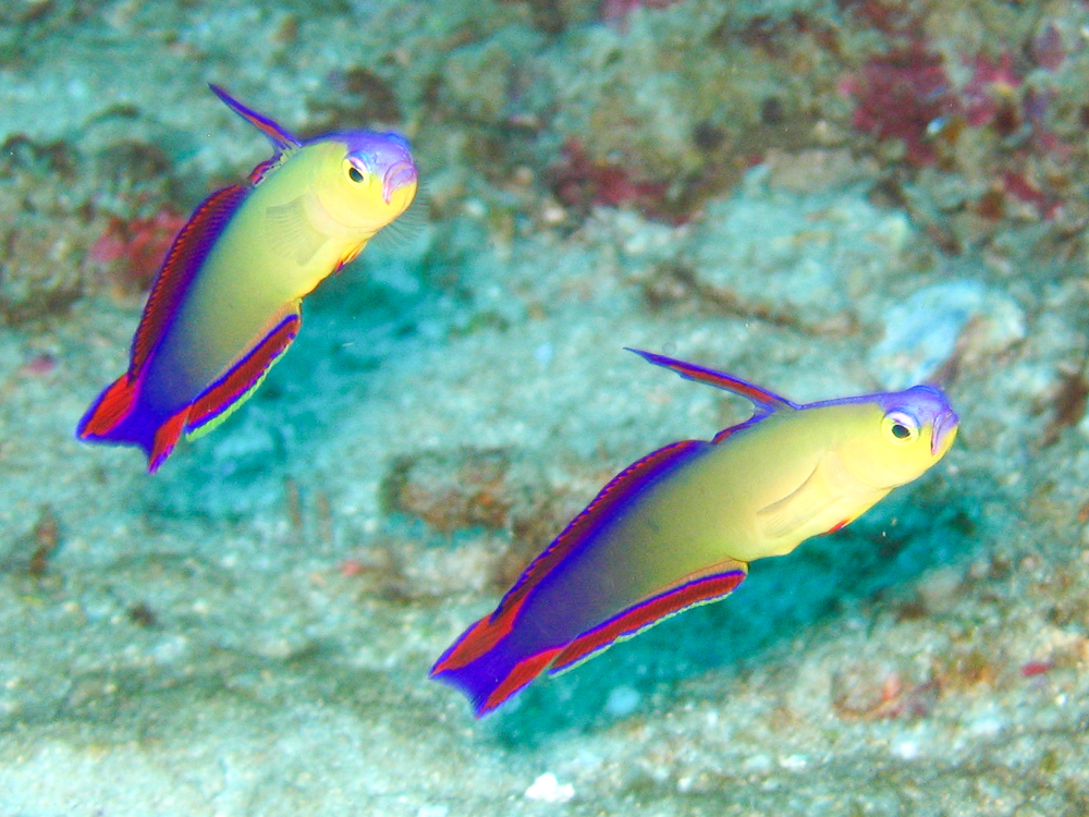 Image / Phuket Marine Guide / Macro Life